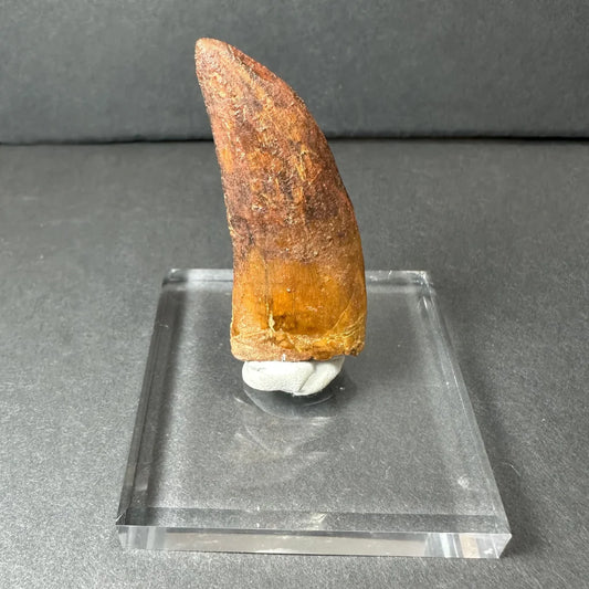 Genuine Carcharodontosaurus tooth fossil in acrylic stand
