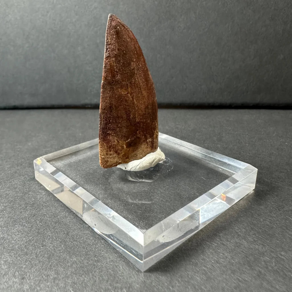Genuine Carcharodontosaurus tooth fossil on acrylic stand