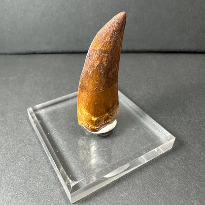 Genuine Carcharodontosaurus tooth fossil on clear acrylic stand