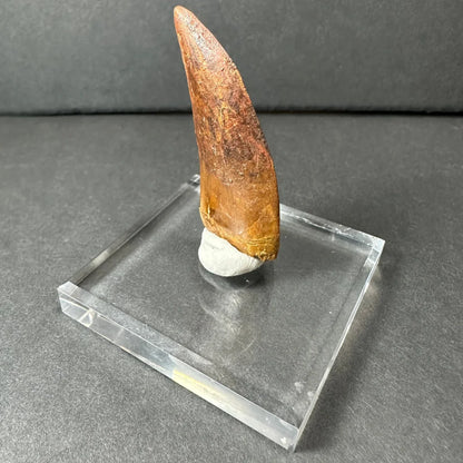 Genuine Carcharodontosaurus tooth fossil on clear acrylic stand