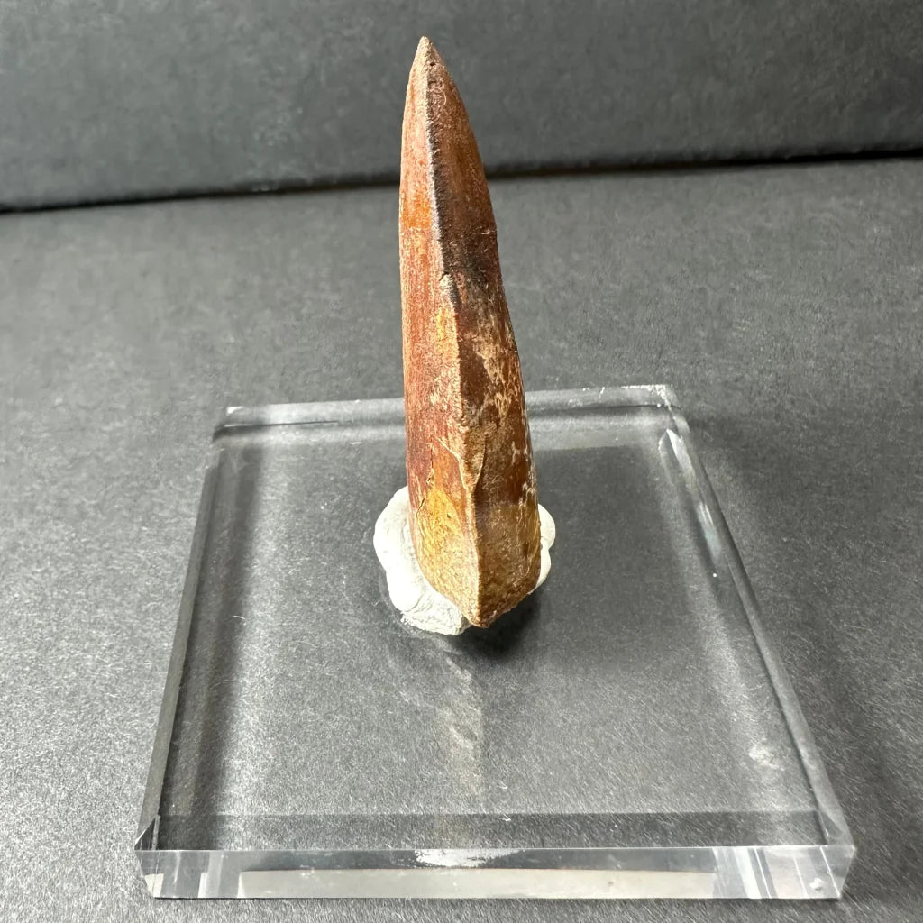 Genuine Carcharodontosaurus tooth fossil on clear acrylic stand