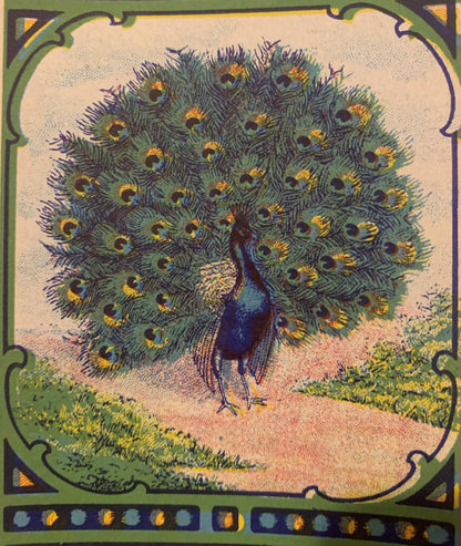 Vintage chromolithograph label featuring a peacock with iridescent blue body and green tail feathers decorated with gold and 