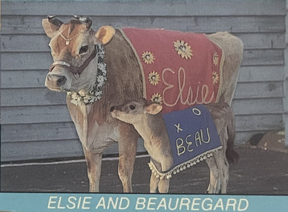 Photo on the postcard of Elsie in a red blanket embroidered Elsie with daisies, her calf Beauregard at her side in a blue BEAU blanket, in front of grey clapboards