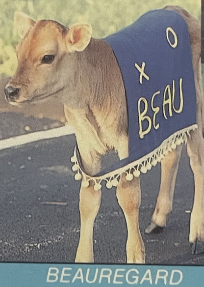 Photo on the postcard of the calf Beauregard in a blue blanket lettered BEAU with an X and an O and pom-pom fringe, captioned BEAUREGARD