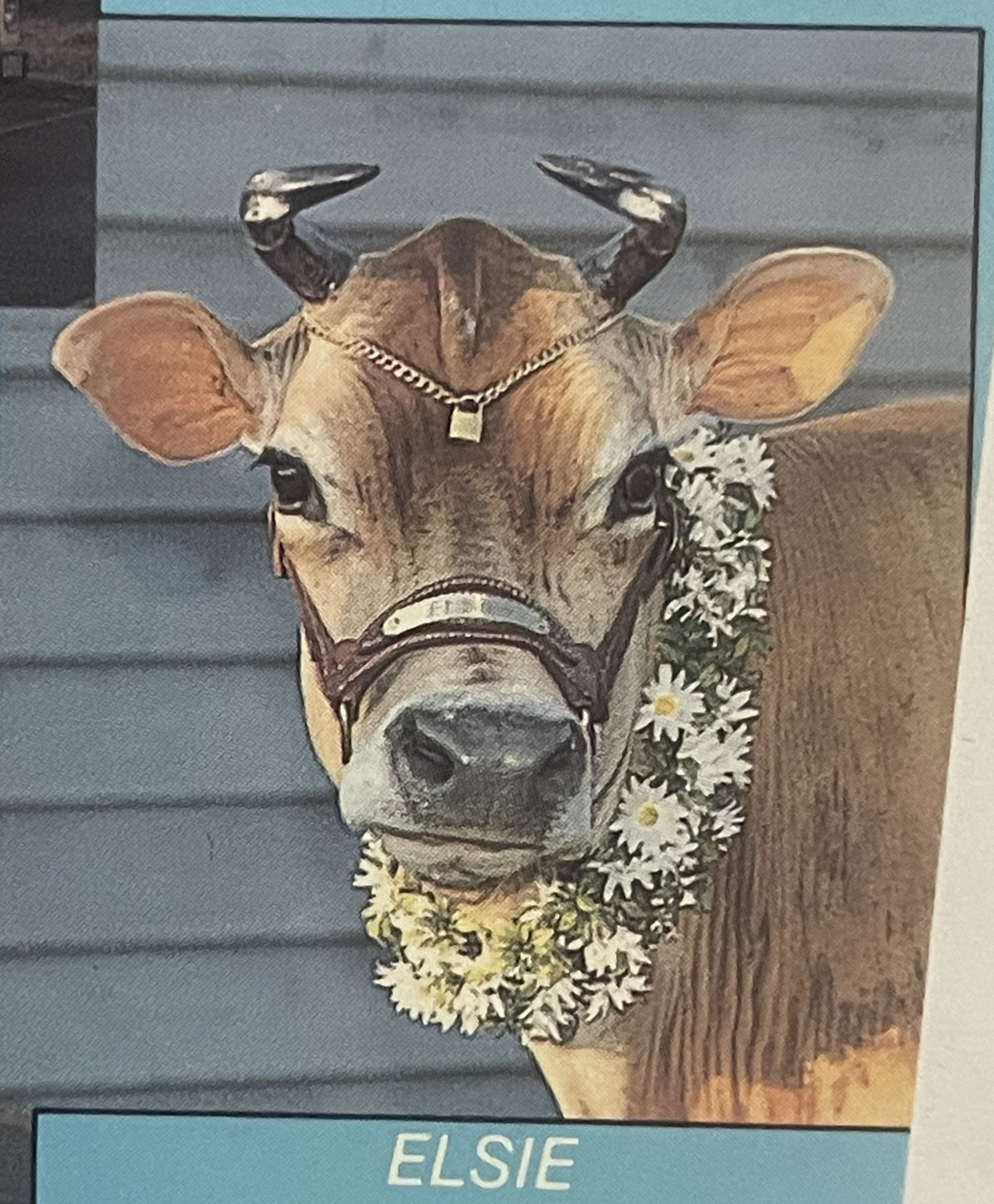 Vintage postcard featuring Elsie the cow's head in color illustration, wearing a chain necklace with pendant and floral garland, against blue-gray background with printed name "ELSIE" at bottom.