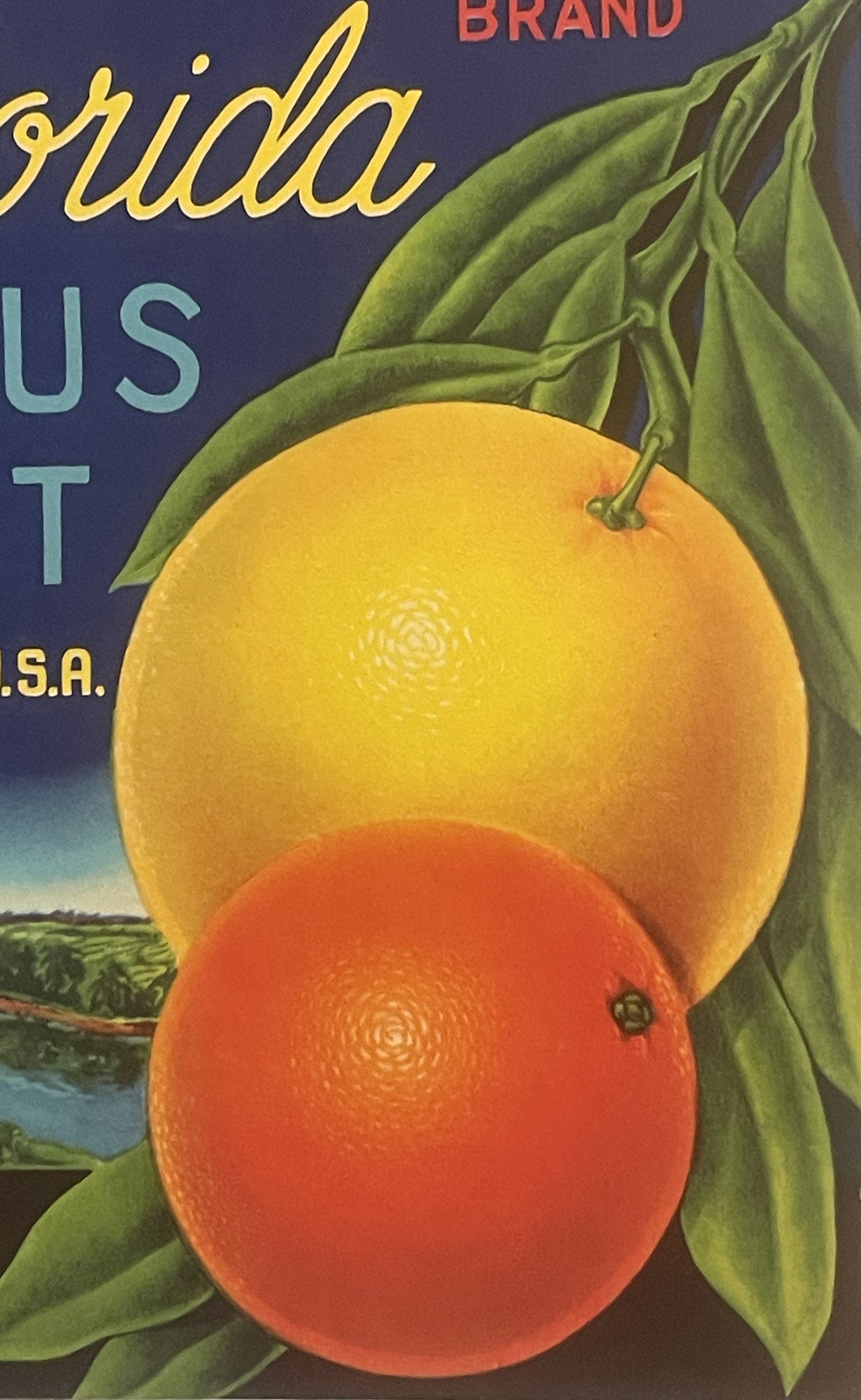 Vintage citrus crate label showing yellow and orange fruits with green leaves against navy background, partial text visible i