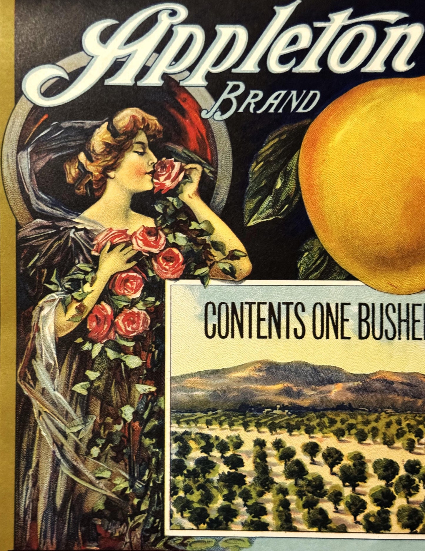 Vintage Appleton Brand apple crate label featuring an Art Nouveau woman with roses and a large golden apple against a dark ba