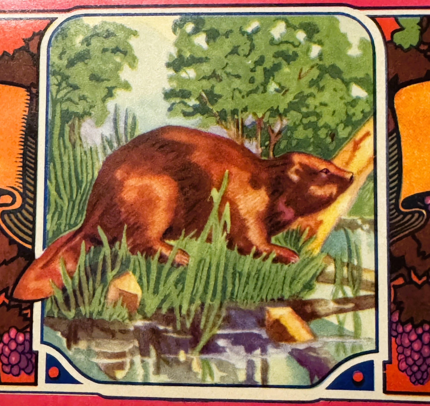 Vintage fruit crate label featuring a brown beaver in grass near water, surrounded by colorful fruit imagery and decorative b