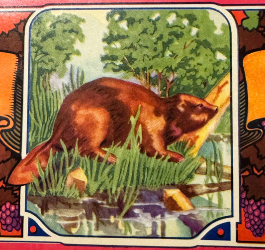 Vintage 1950s Beaver Brand Crate Label — Victor Fruit Growers, Victor, California