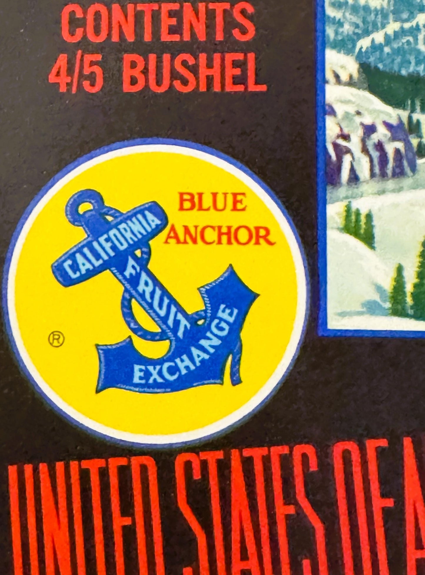 Vintage fruit crate label with blue anchor logo on yellow circle, red text reading "Blue Anchor California Fruit Exchange," c