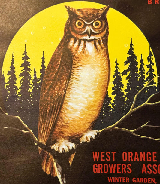 Vintage 1940s Wise Bird Brand Crate Label 🦉 — West Orange Citrus Growers Association, Winter Garden Florida, Moonlit Owl