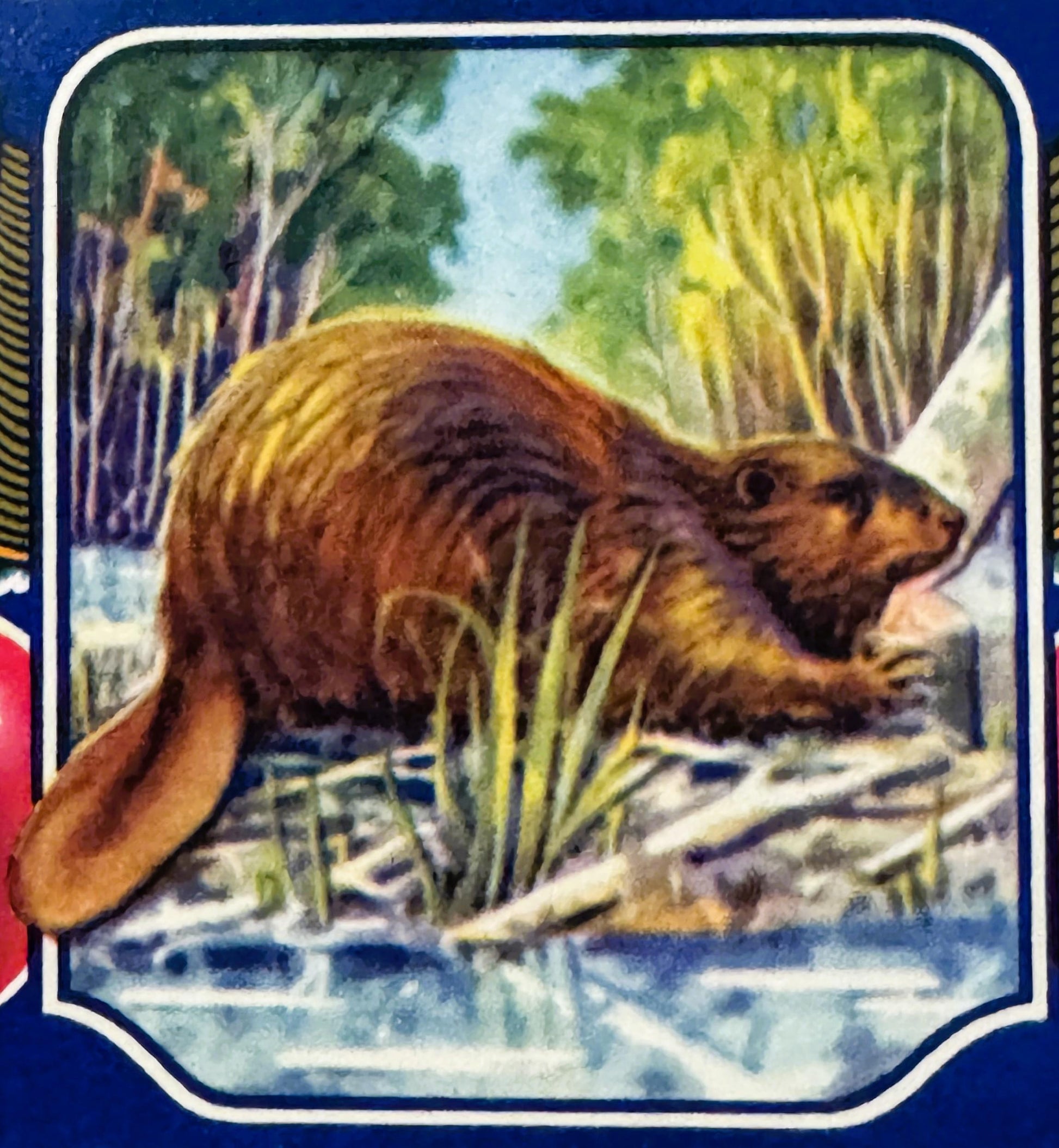Vintage crate label featuring a brown beaver by a stream with trees, white border on blue background, bilingual text