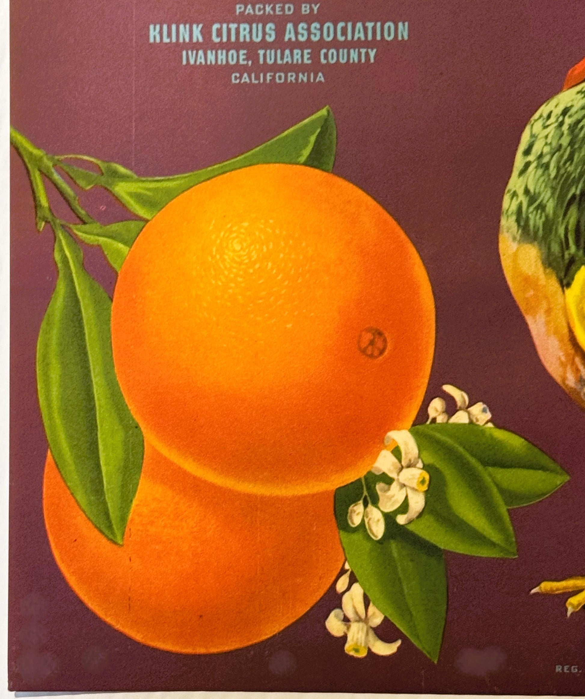 Vintage orange crate label with bright orange citrus fruits, green leaves, white blossoms, and maroon background text reading