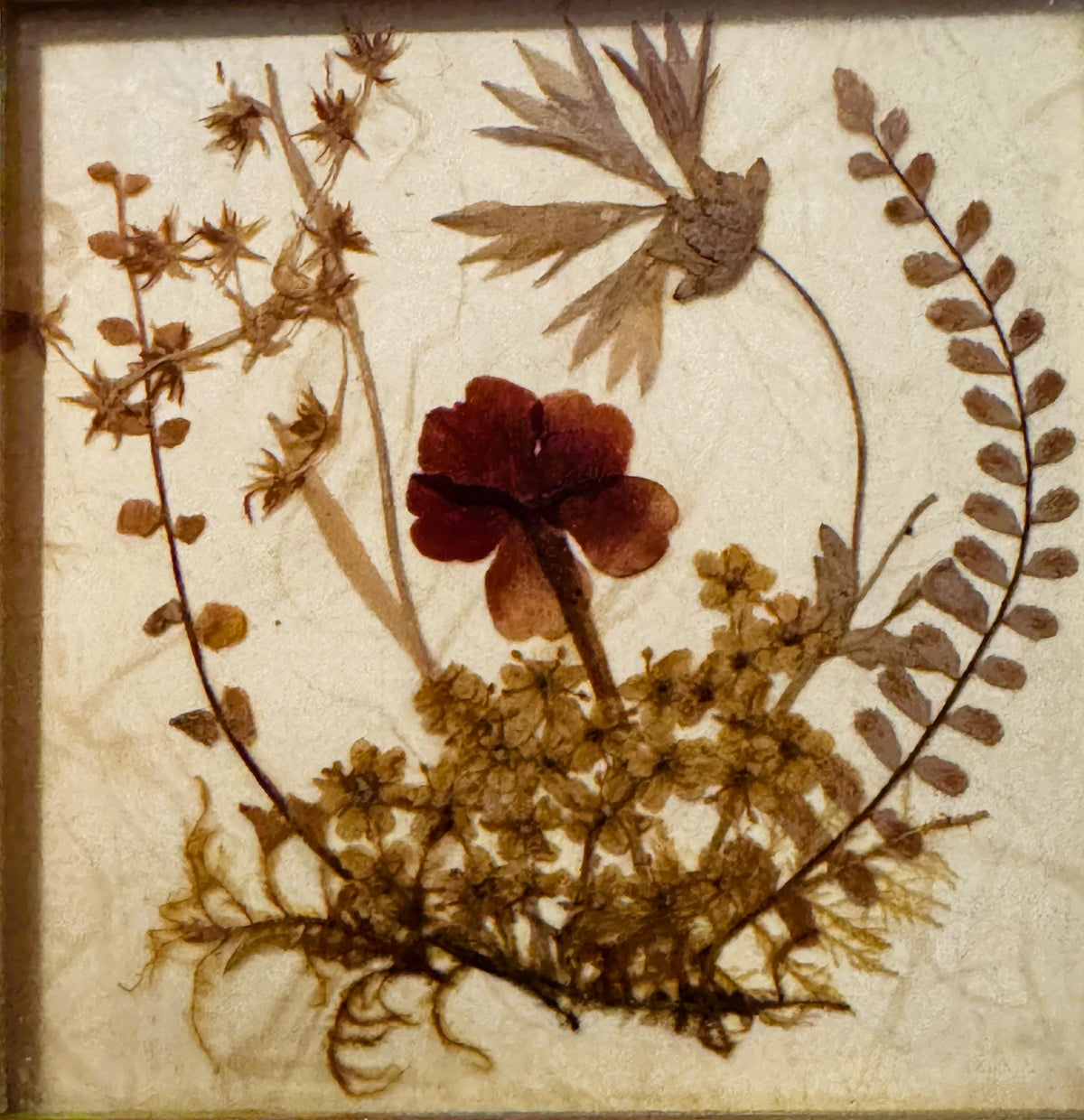 Close-up of the pressed-flower arrangement: the central dark red bloom, fern frond, star-shaped sprigs, and small yellow-tan blossoms and moss, on cream textured paper.