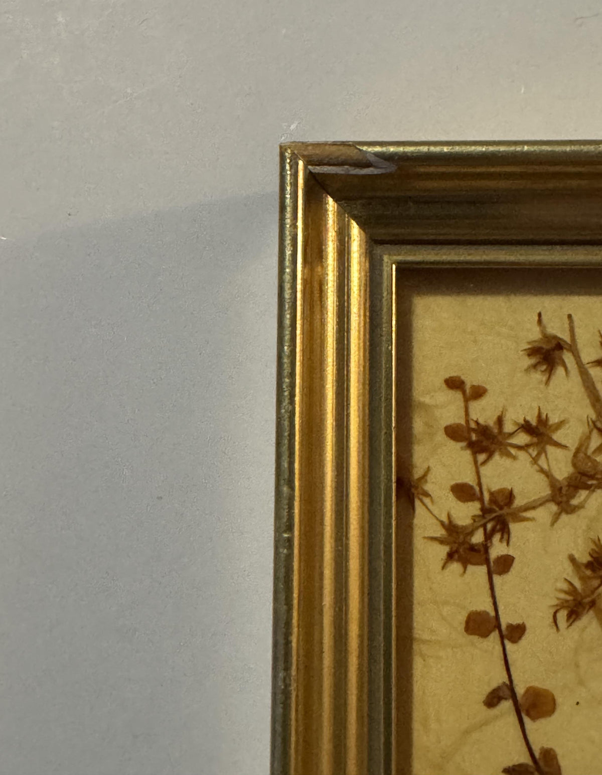 Close-up of the frame's top-left corner in gilt-toned moulded wood, with the pressed arrangement's star-shaped sprigs visible inside.
