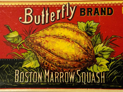 Antique 1890s Butterfly Boston Marrow Squash Label Unearthed