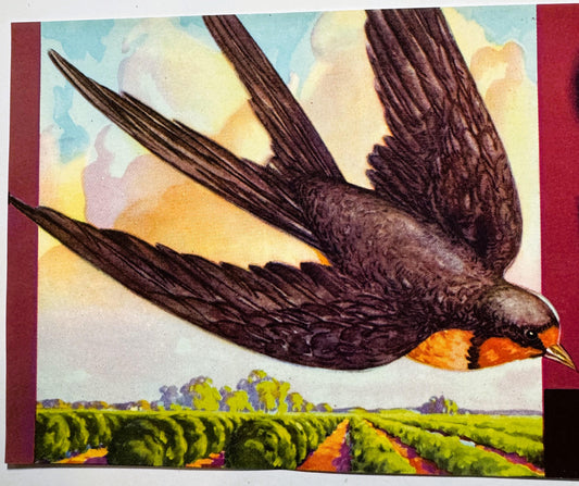 Vintage 1960s Swallow Crate Label – Redbanks Packing, Woodlake, California