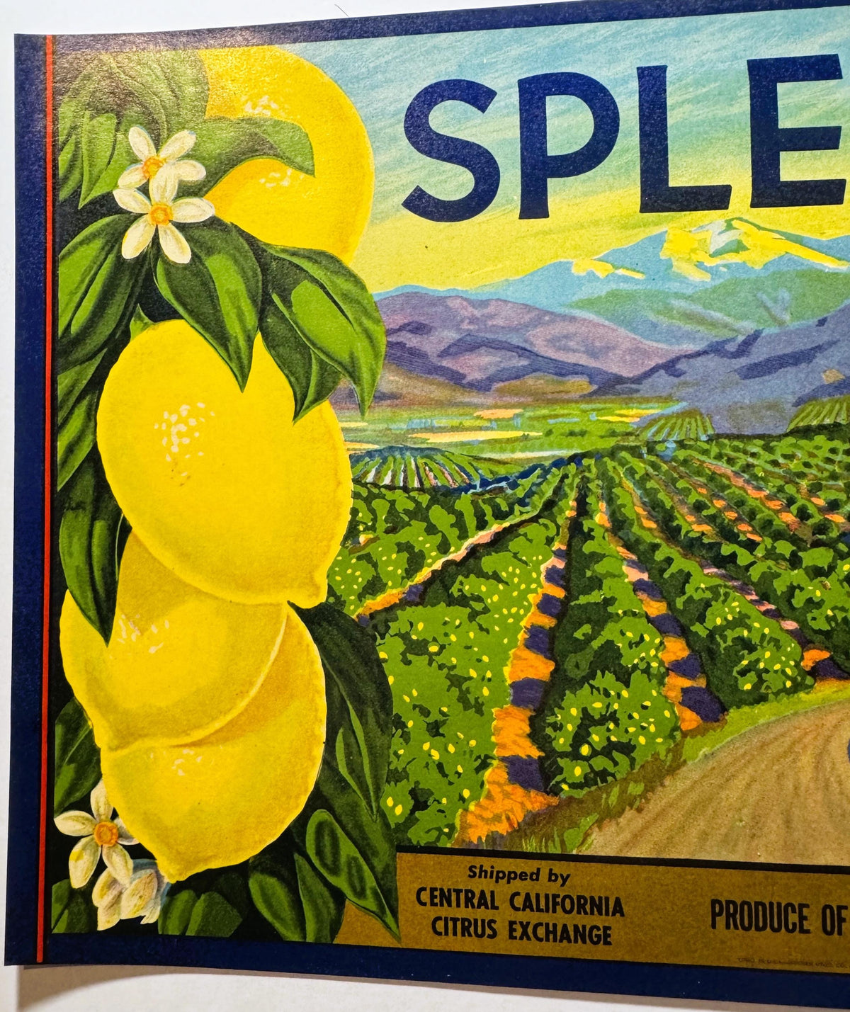 Left half of the Splendid Brand label: hanging lemons with white blossoms beside rows of citrus trees, with Shipped by Central California Citrus Exchange on the gold band below.
