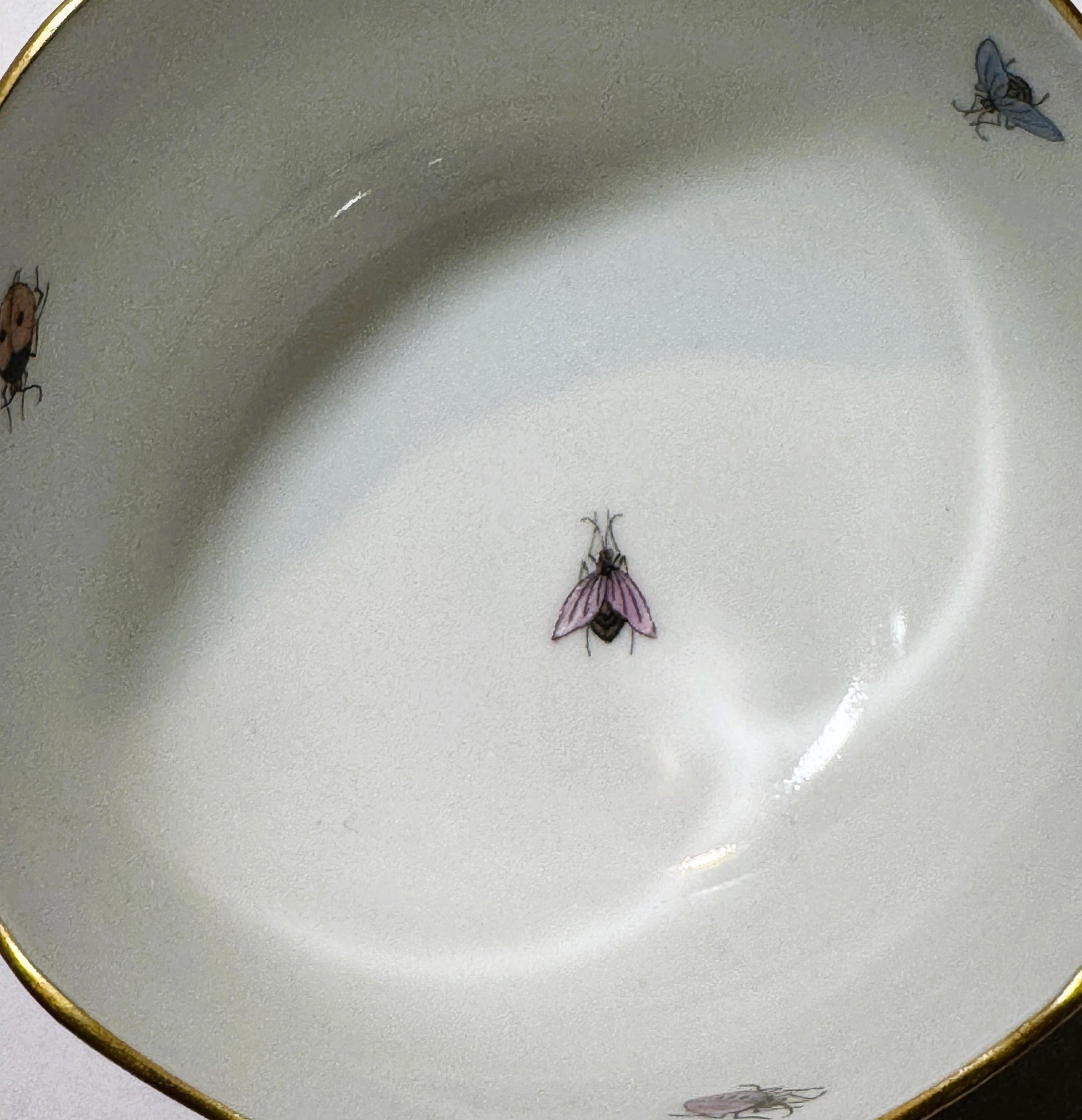 Overhead view of a cream porcelain plate with gilt rim featuring hand-painted insects including a purple-winged fly in center