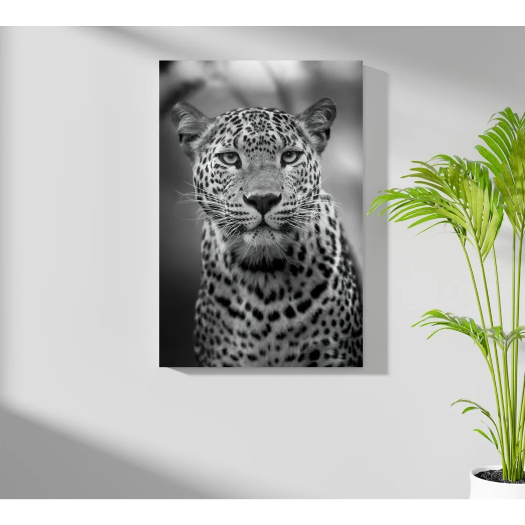 Black-and-white leopard gaze on insigne aluminum print mounted on wall