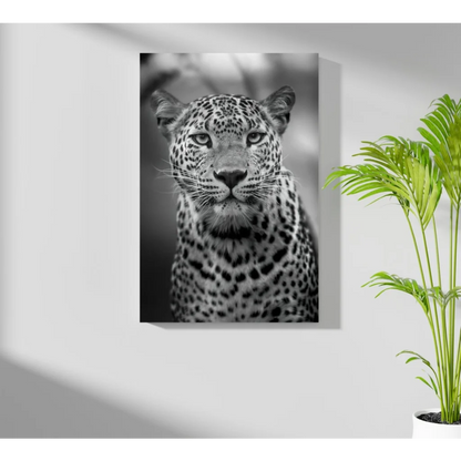 Black-and-white leopard gaze on insigne aluminum print mounted on wall