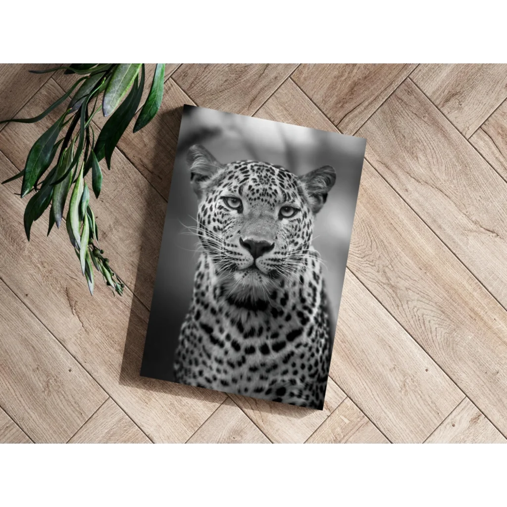 Leopard gaze insigne aluminum print close-up portrait with spotted fur