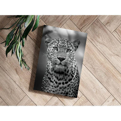 Leopard gaze insigne aluminum print close-up portrait with spotted fur