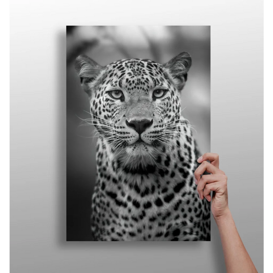Black-and-white leopard gaze on insigne aluminum print