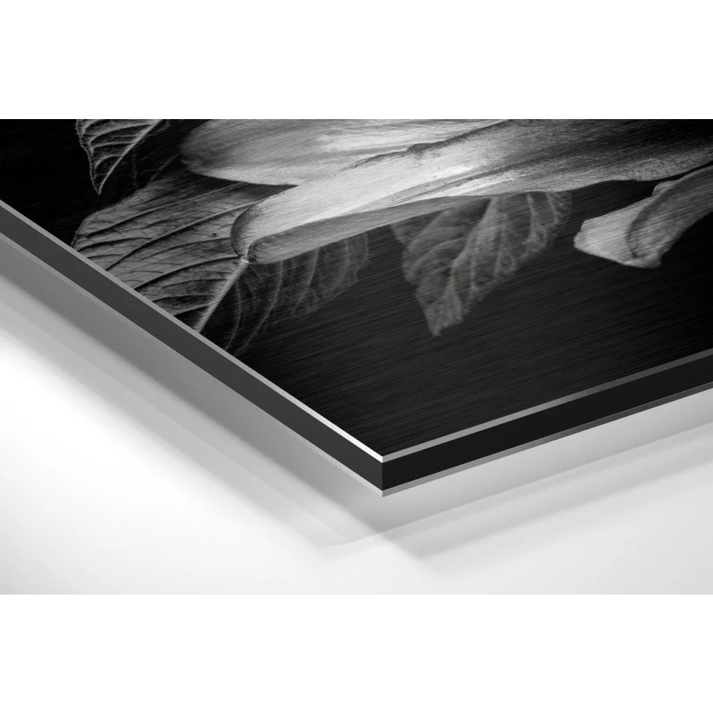 Lillium Brushed Aluminium Dibond Wall Art