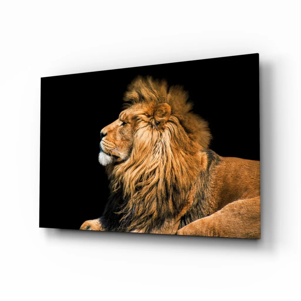 Majestic male lion with golden mane canvas wall art on black background