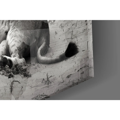 Majestic lioness tail and hindquarters in black-and-white wall art print