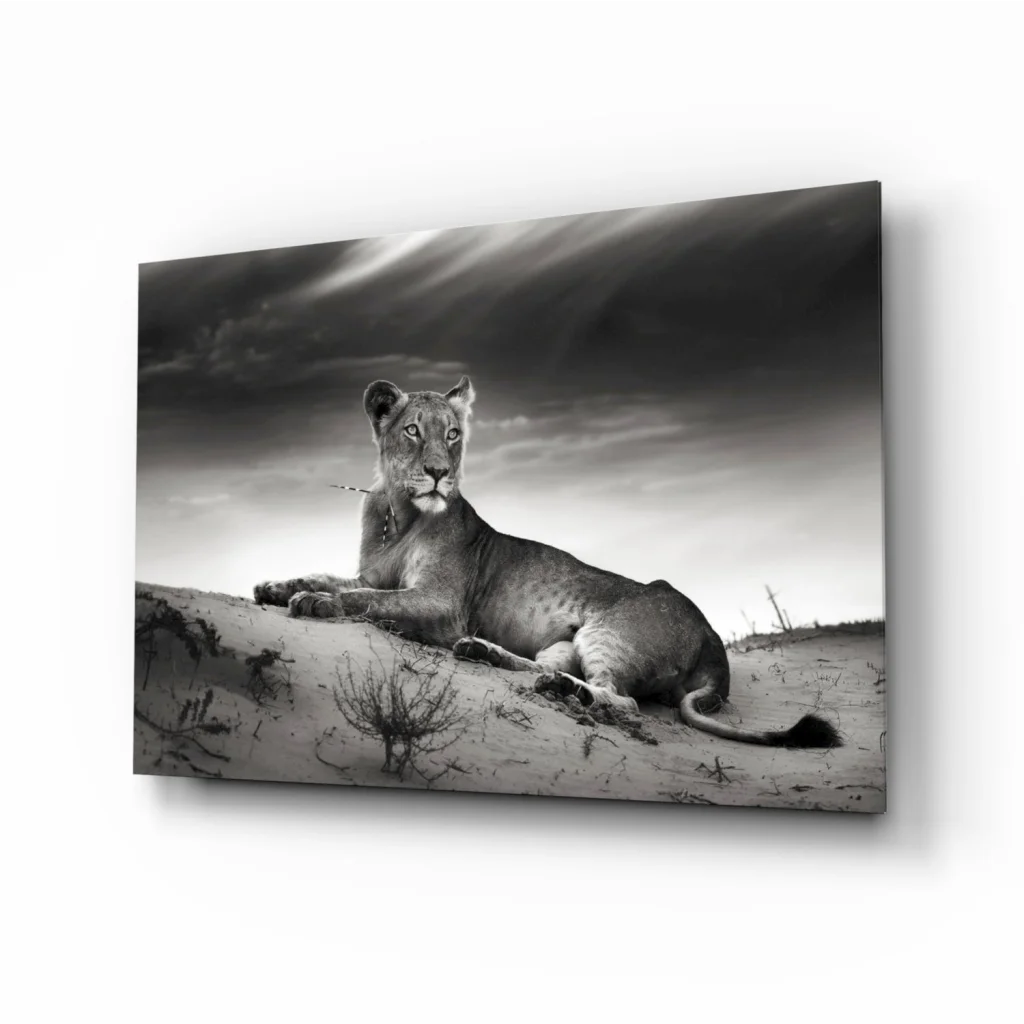 Majestic lioness resting on sand under dramatic skies black and white wall art
