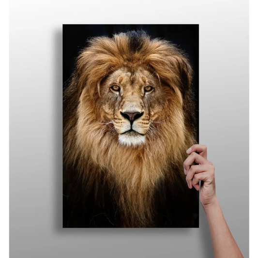 Majestic golden mane lion on black canvas wall art print