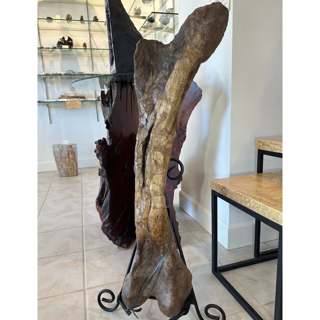 Massive 37-inch Hadrosaurus femur fossil on wrought iron stand
