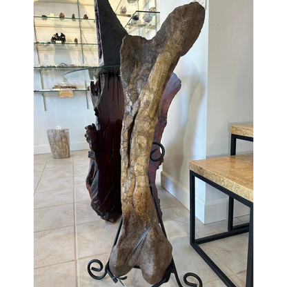 Massive 37-inch Hadrosaurus femur fossil on wrought iron stand