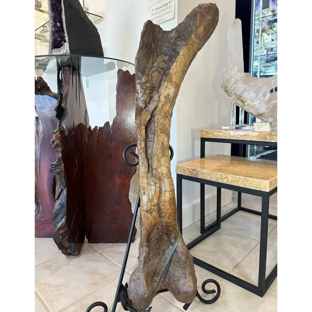 Massive 37-inch Hadrosaurus femur fossil on iron stand