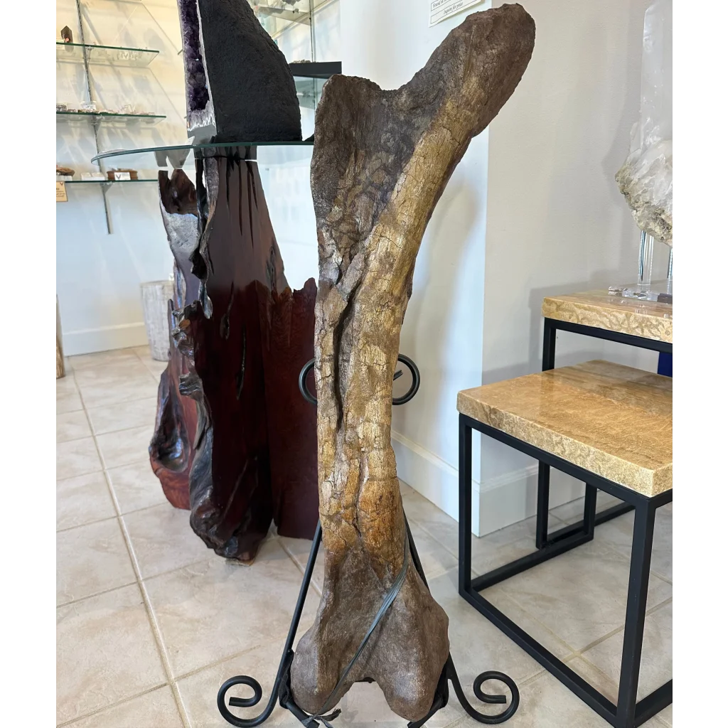 Rustic bone-shaped Hadrosaurus femur fossil table on black iron stand