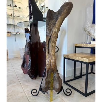Massive 37-inch Hadrosaurus femur fossil on ornate iron stand