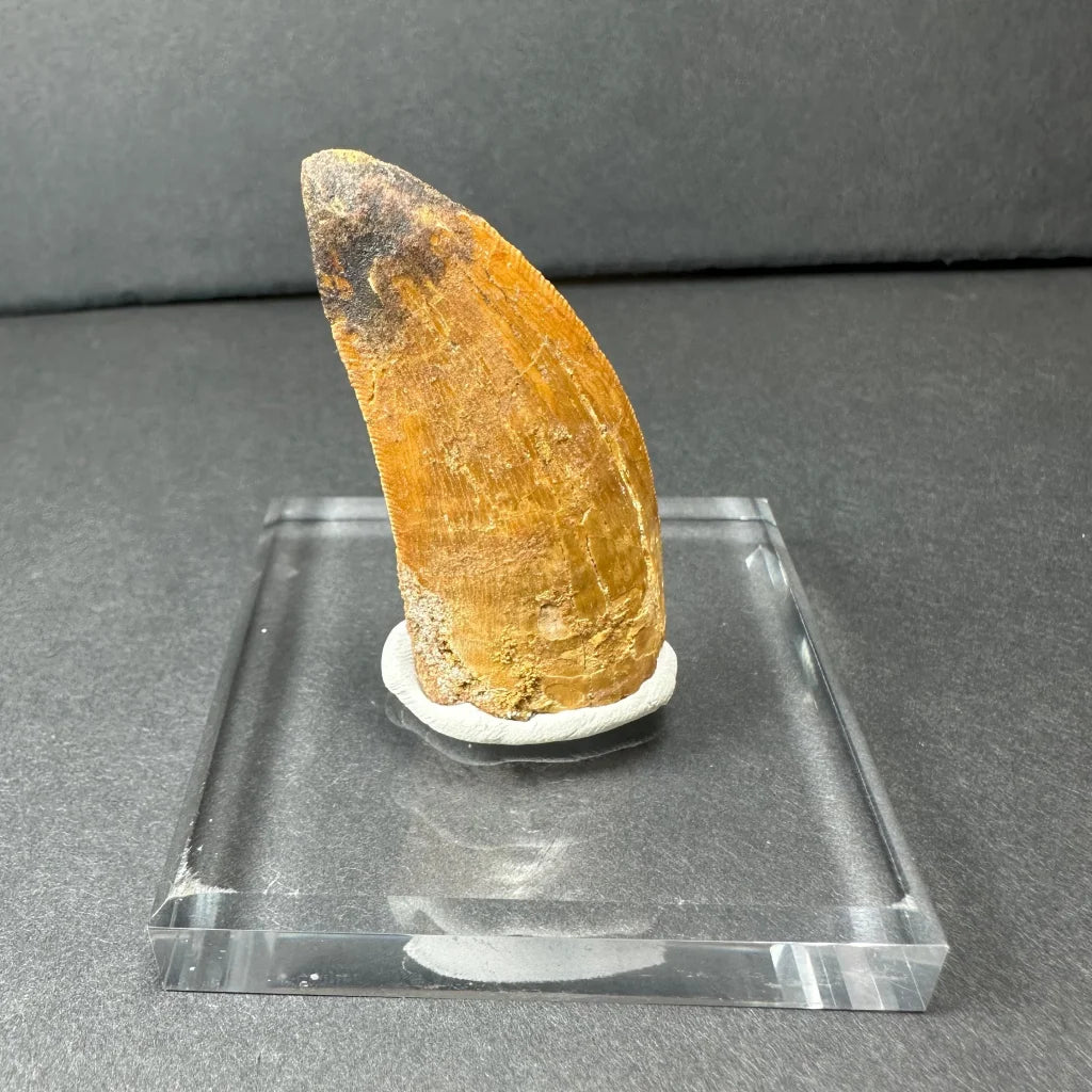 Massive Carcharodontosaurus tooth fossil in amber hue on acrylic stand