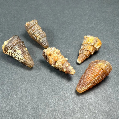 Five ridged Moroccan thumbnail specimens in acrylic box