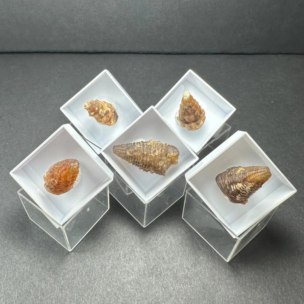 Five Moroccan thumbnail specimens in acrylic box display