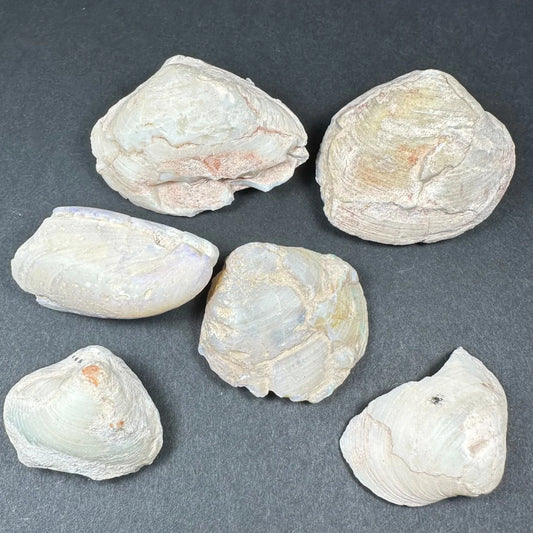 Six natural opalized clam shells with iridescent sheen