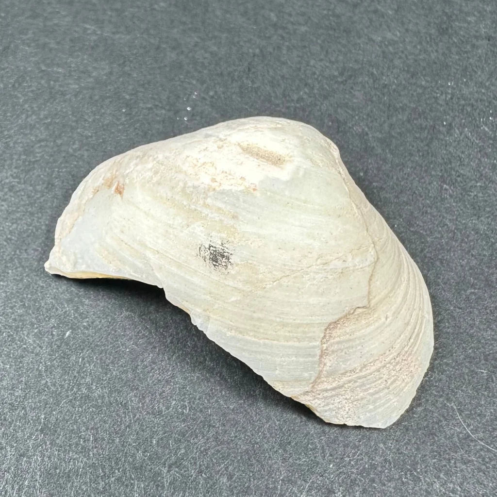 Smooth natural opalized clam shell with iridescent colors