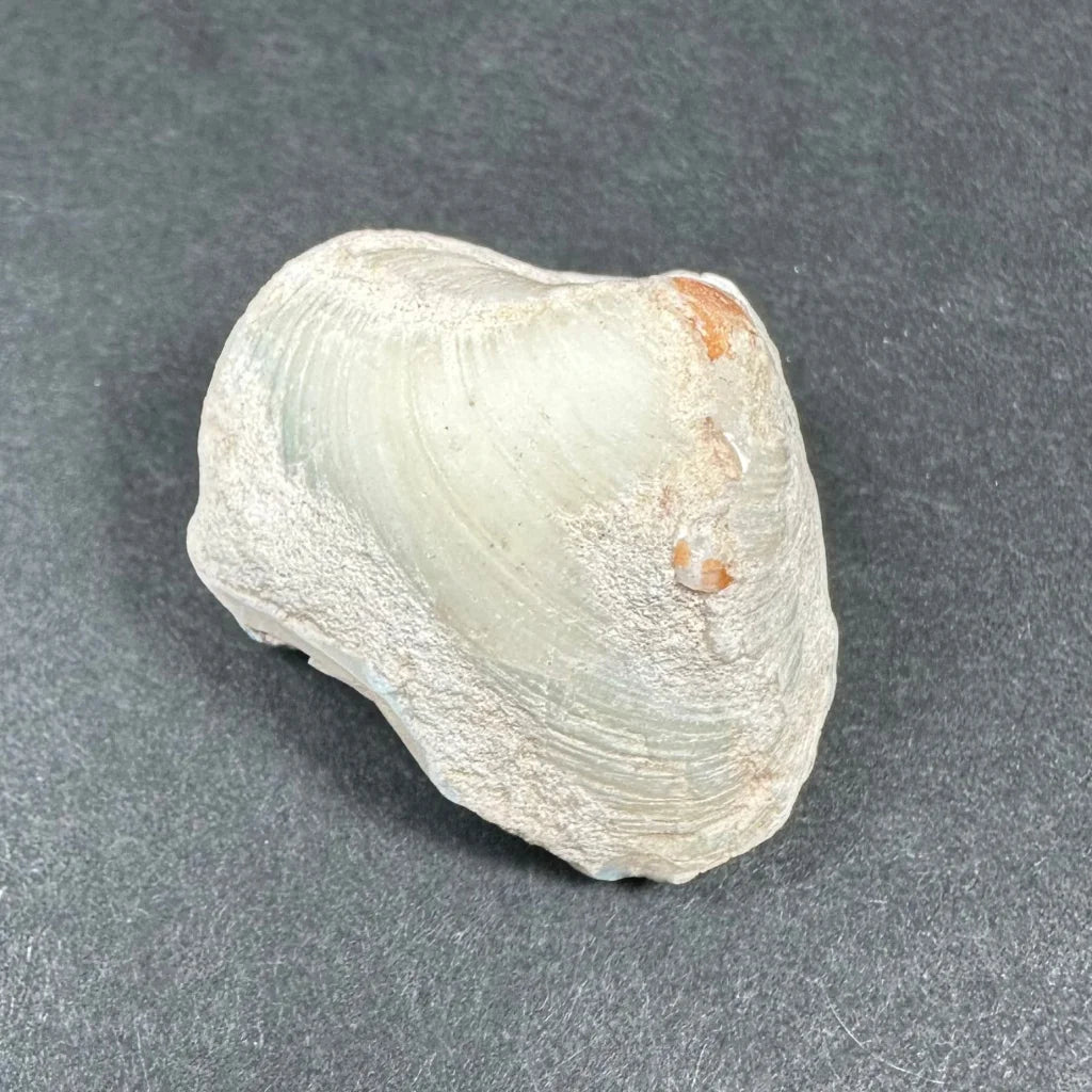 Pale natural opalized clam shell with iridescent colors and orange residue