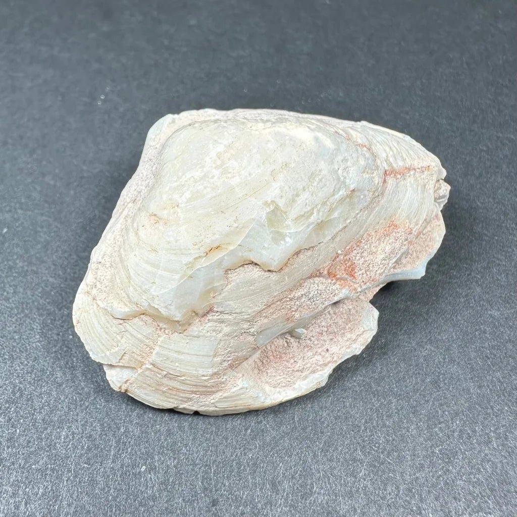 Smooth pale white and pink natural opalized clam shell with iridescent colors