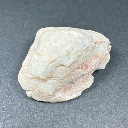 Smooth pale white and pink natural opalized clam shell with iridescent colors