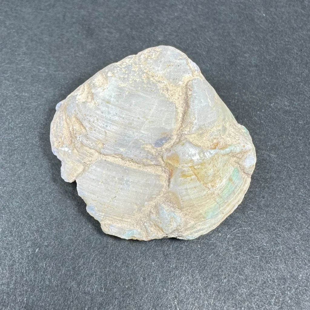 Stunning natural opalized clam shell with iridescent blue-green hues