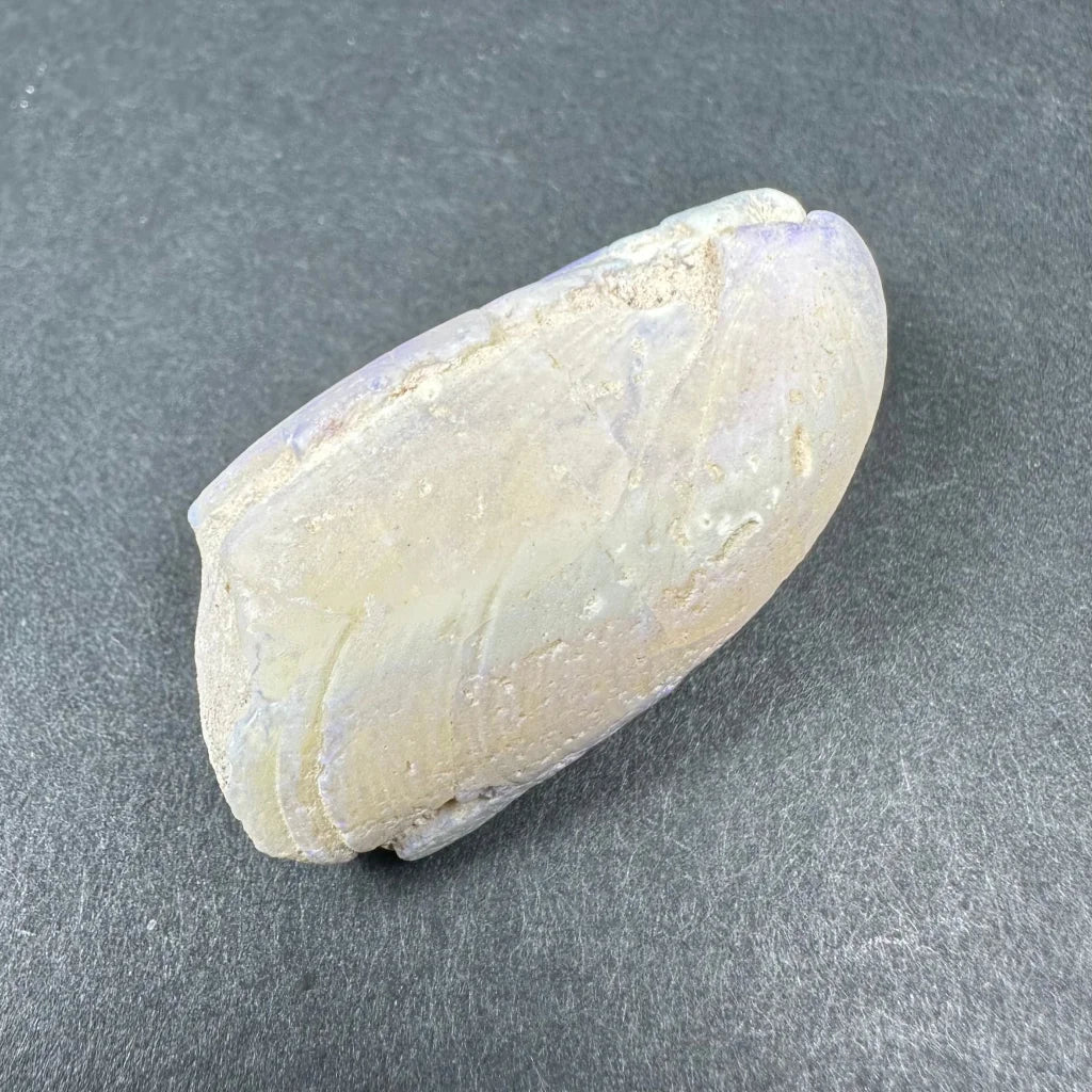 Smooth natural opalized clam shell with iridescent off-white and lavender sheen