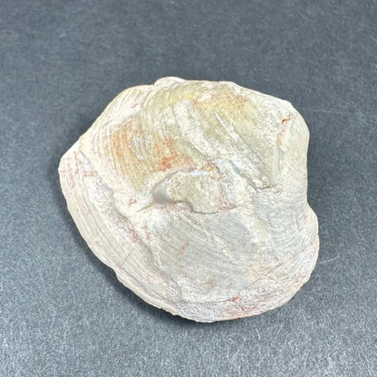 Weathered natural opalized clam shell with iridescent yellow streaks