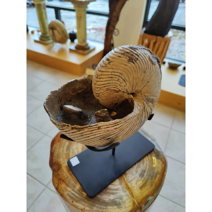 Nautiloid fossil with display stand early Cretaceous from Madagascar